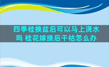 四季桂换盆后可以马上浇水吗 桂花嫁接后干枯怎么办